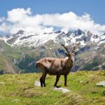 Capodanno capra di montagna nel parco nazionale del gran paradiso 150x150