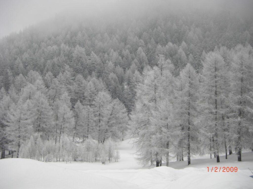alberi innevati val d'aosta